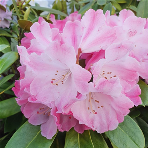 Rhododendron 'Morgenrot'